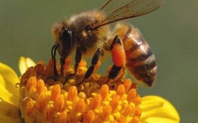 اهمية استخدام سم النحل للعقم