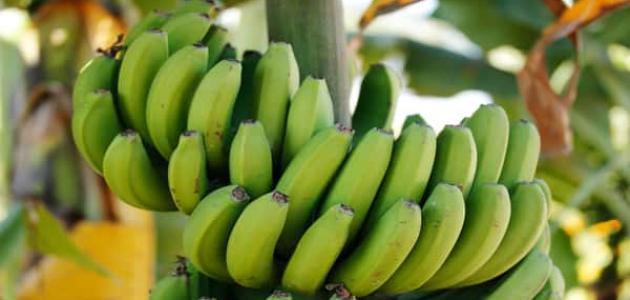 اهمية الموز الأخضر للرجيم